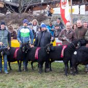 Gruppensieger Vereinsausstellung Braunes Bergschaf Tirol 2020 (12)